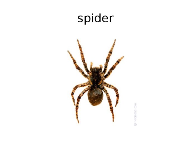 spider 