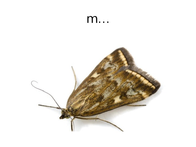 m… 