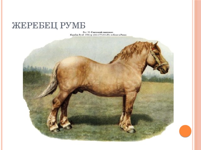 Жеребец Румб 