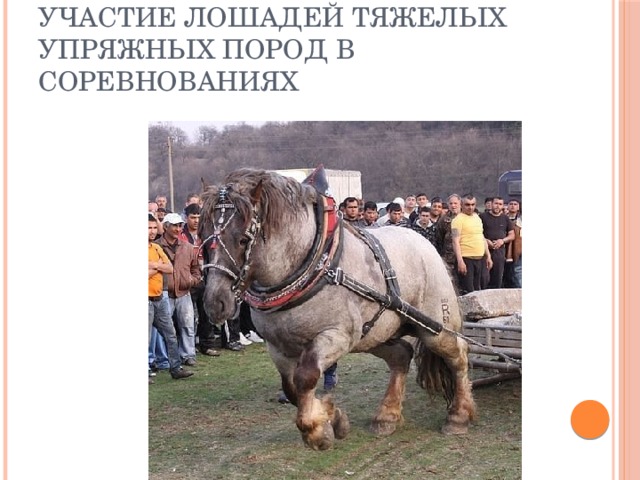 Участие лошадей тяжелых упряжных пород в соревнованиях 