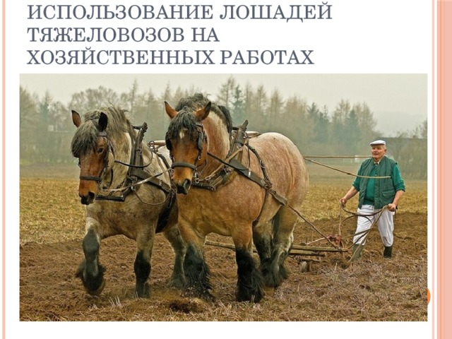 Использование лошадей тяжеловозов на хозяйственных работах 