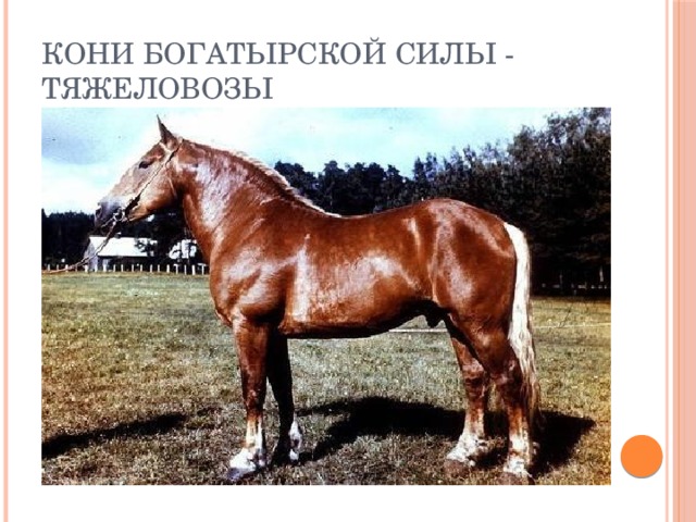 Кони богатырской силы - тяжеловозы 