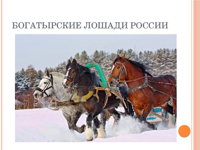 Богатырские лошади России 