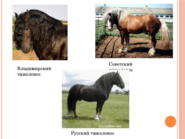 Советский тяжеловоз Владимирский тяжеловоз Русский тяжеловоз 