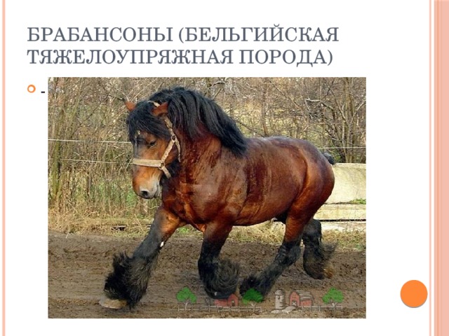 Брабансоны (Бельгийская тяжелоупряжная порода) - 