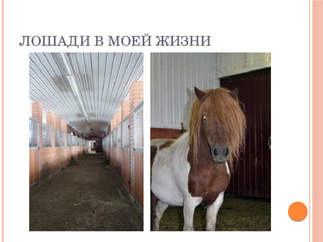 Лошади в моей жизни 