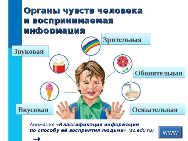 Органы чувств человека  и воспринимаемая информация Зрительная Звуковая Обонятельная Вкусовая Осязательная Анимация «Классификация информации  по способу её восприятия людьми» ( sc.edu.ru)  →  www  
