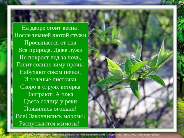 На дворе стоит весна!  После зимней лютой стужи  Просыпается от сна  Вся природа. Даже лужи  Не покроет лед за ночь,  Гонит солнце зиму прочь!  Набухают соком почки,  И зеленые листочки  Скоро в струях ветерка  Заиграют! А пока  Цвета солнца у реки  Появились огоньки!  Все! Закончились морозы!  Распускаются мимозы! 