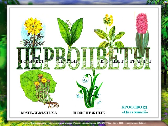 ЛАНДЫШ ПЕРВОЦВЕТ ГОРИЦВЕТ ГИАЦИНТ КРОССВОРД  «Цветочный» МАТЬ-И-МАЧЕХА ПОДСНЕЖНИК 