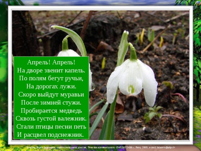 Апрель! Апрель!  На дворе звенит капель.  По полям бегут ручьи,  На дорогах лужи.  Скоро выйдут муравьи  После зимней стужи.  Пробирается медведь  Сквозь густой валежник.  Стали птицы песни петь  И расцвел подснежник. 