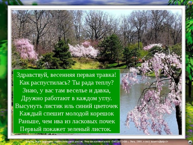 Здравствуй, весенняя первая травка!  Как распустилась? Ты рада теплу?  Знаю, y вас там веселье и давка,  Дружно работают в каждом yглy.  Высyнyть листик иль синий цветочек  Каждый спешит молодой корешок  Раньше, чем ива из ласковых почек  Первый покажет зеленый листок. 