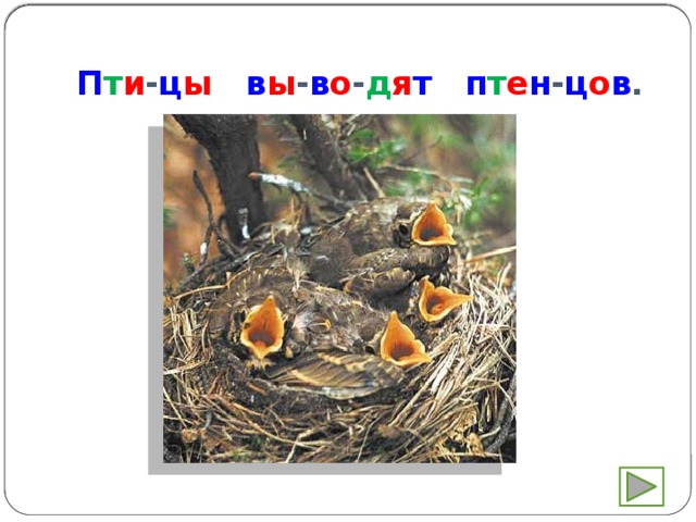 П т и - ц ы  в ы - в о - д я т  п т е н - ц о в . 