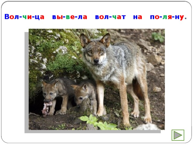 В о л- ч и -ц а в ы - в е -л а в о л- ч а т н а п о - л я -н у . 