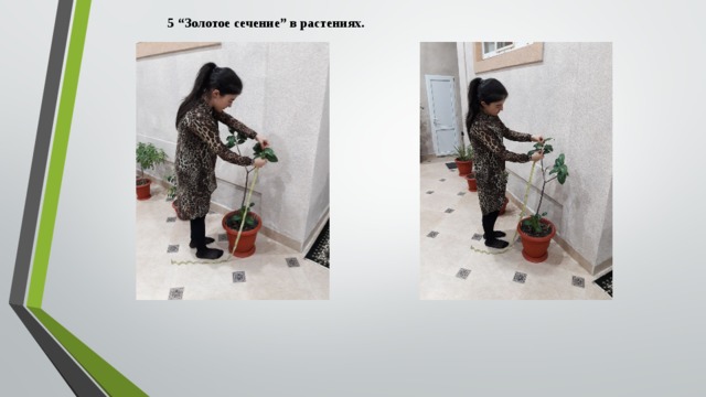   5 “Золотое сечение” в растениях. 