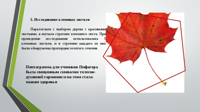3. Исследование кленовых листьев Параллельно с выбором дерева с красивыми листьями, я изучала строение кленового листа. При проведении исследования использовались 5 кленовых листьев, и в строении каждого из них были обнаружены пропорции золотого сечения.   Пентаграмма для учеников Пифагора была священным символом телесно-духовной гармонии и на этом стала знаком здоровья 