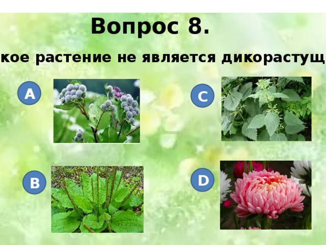 Вопрос 8. Какое растение не является дикорастущим? A C D B 