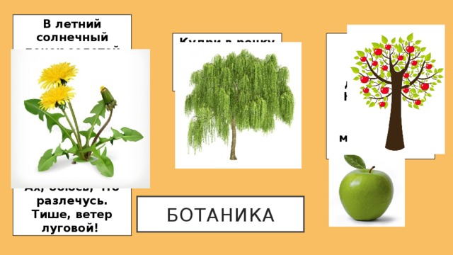 В летний солнечный денек золотой расцвел цветок, На высокой тонкой ножке все дремал он у дорожки, А проснулся — улыбнулся: — Вот пушистый я какой, Ах, боюсь, что разлечусь. Тише, ветер луговой! Кудри в речку опустила Круглое, румяное - И о чем-то загрустила. С дерева достану я, На тарелку положу: “ Кушай, мамочка”, — скажу ботаника 
