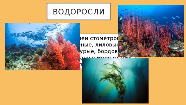 водоросли Есть змеи стометровые, зелёные, лиловые, Есть бурые, бордовые. А капитану в море от них большое горе… 