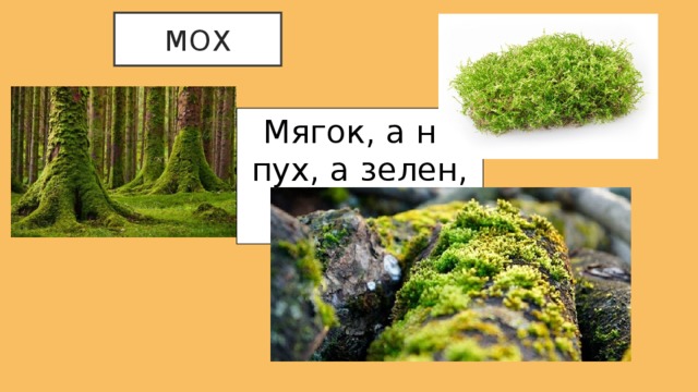 мох Мягок, а не пух, а зелен, а не трава . 