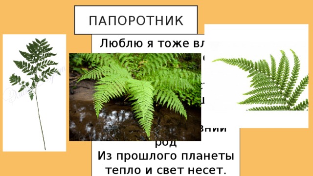папоротник Люблю я тоже влагу. В тени, в лесной глуши, Мои резные листья, конечно, хороши. Но я горжусь не ими! Наш очень древний род Из прошлого планеты тепло и свет несет. 