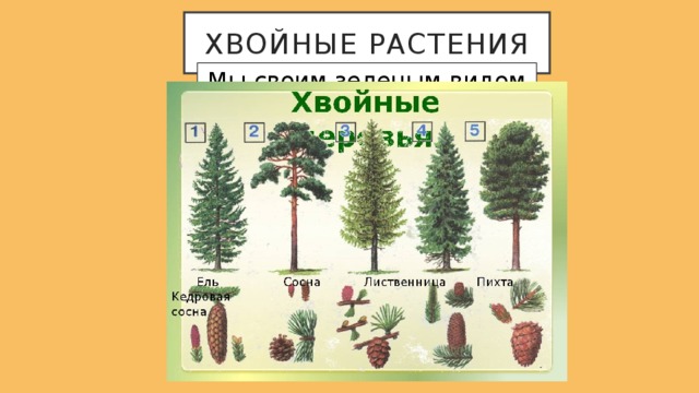 Хвойные растения Мы своим зеленым видом круглый год вам всем милы. Нас легко узнать по шишкам и обилию смолы. Листья наши очень колки, называются иголки, И хоть радость вам несем - никогда мы не цветем. 