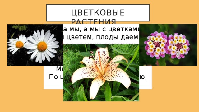 Цветковые растения Ну а мы, а мы с цветками, Мы цветем, плоды даем, Мы накормим семенами, Мы собой украсим дом. Мы в лесах, лугах и в поле, Мы в пустыне и в воде. По цветкам, как по паролю, Нас узнаете везде. 