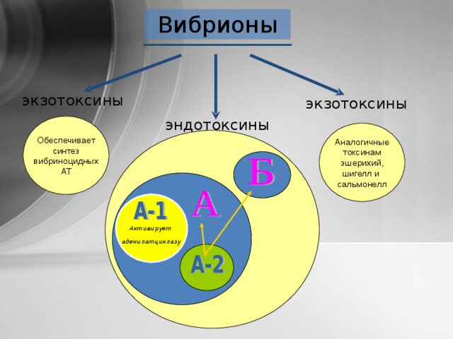 Вибрионы экзотоксины экзотоксины эндотоксины Обеспечивает синтез вибриноцидных АТ Аналогичные токсинам эшерихий, шигелл и сальмонелл  Активирует аденилатциклазу  