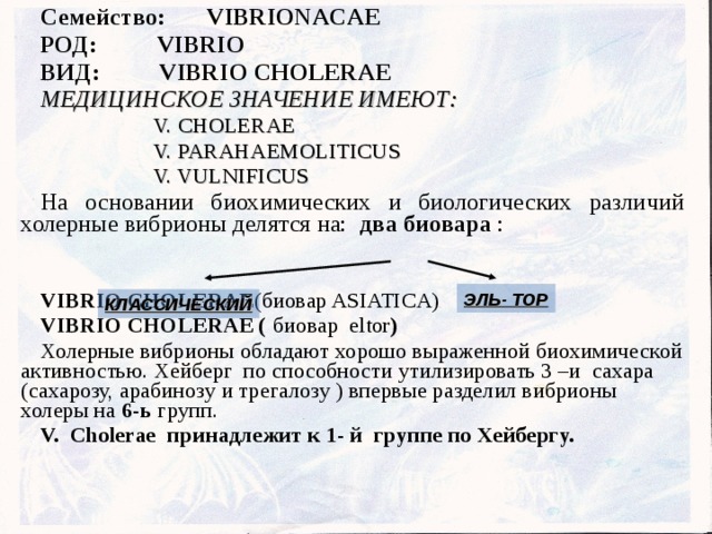 Семейство: VIBRIONACAE РОД: VIBRIO ВИД: VIBRIO CHOLERAE МЕДИЦИНСКОЕ ЗНАЧЕНИЕ ИМЕЮТ: V. CHOLERAE V. PARAHAEMOLITICUS V. VULNIFICUS V. CHOLERAE V. PARAHAEMOLITICUS V. VULNIFICUS V. CHOLERAE V. PARAHAEMOLITICUS V. VULNIFICUS V. CHOLERAE V. PARAHAEMOLITICUS V. VULNIFICUS V. CHOLERAE V. PARAHAEMOLITICUS V. VULNIFICUS На основании биохимических и биологических различий холерные вибрионы делятся на: два биовара :   VIBRIO CHOLERAE (биовар ASIATICA)  VIBRIO CHOLERAE ( биовар  eltor ) Холерные вибрионы обладают хорошо выраженной биохимической активностью. Хейберг по способности утилизировать 3 –и сахара (сахарозу, арабинозу и трегалозу ) впервые разделил вибрионы холеры на 6-ь групп. V. Cholerae принадлежит к 1- й группе по Хейбергу. ЭЛЬ- ТОР КЛАССИЧЕСКИЙ  