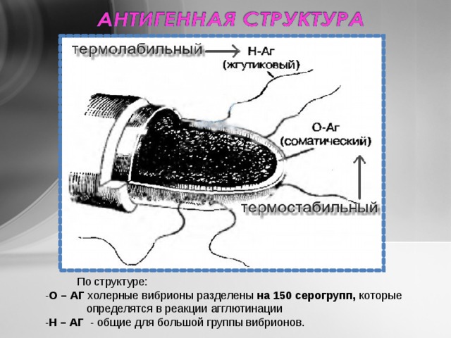  По структуре: - О – АГ холерные вибрионы разделены на 150  серогрупп, которые  определятся в реакции агглютинации - Н – АГ   - общие для большой группы вибрионов. 