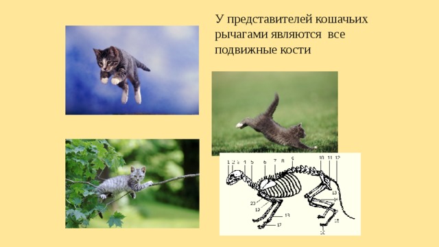 У представителей кошачьих рычагами являются все подвижные кости 