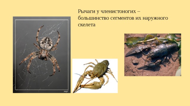 Рычаги у членистоногих – большинство сегментов их наружного скелета 