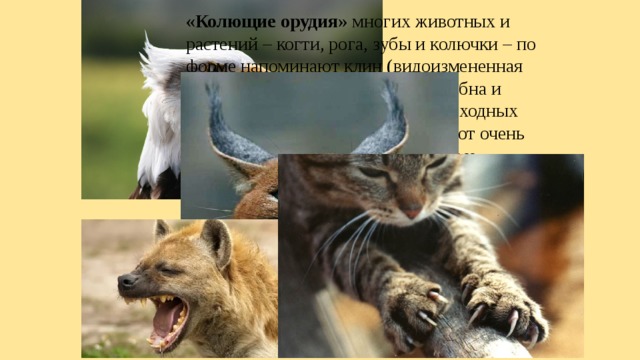 «Колющие орудия» многих животных и растений – когти, рога, зубы и колючки – по форме напоминают клин (видоизмененная наклонная плоскость); клину подобна и заостренная форма головы быстроходных рыб. Многие из этих клиньев имеют очень гладкие твердые поверхности, чем и достигается их большая острота. 