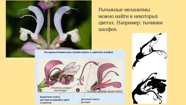 Рычажные механизмы можно найти в некоторых цветах. Например: тычинки шалфея. 