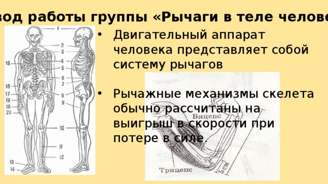 Вывод работы группы «Рычаги в теле человека»: Двигательный аппарат человека представляет собой систему рычагов Рычажные механизмы скелета обычно рассчитаны на выигрыш в скорости при потере в силе. 