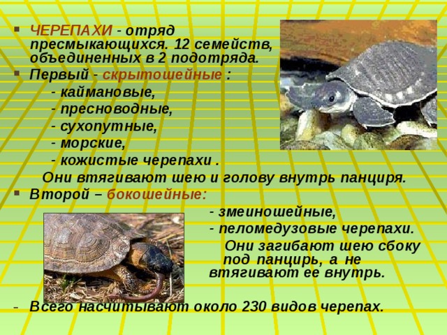 ЧЕРЕПАХИ - отряд пресмыкающихся. 12 семейств, объединенных в 2 подотряда. Первый - скрытошейные :  - каймановые,  - пресноводные,  - сухопутные,  - морские,  - кожистые черепахи .  Они втягивают шею и голову внутрь панциря. Второй – бокошейные:  - змеиношейные,  - пеломедузовые черепахи.  Они загибают шею сбоку     под панцирь, а не       втягивают ее внутрь.  Всего насчитывают около 230 видов черепах. 