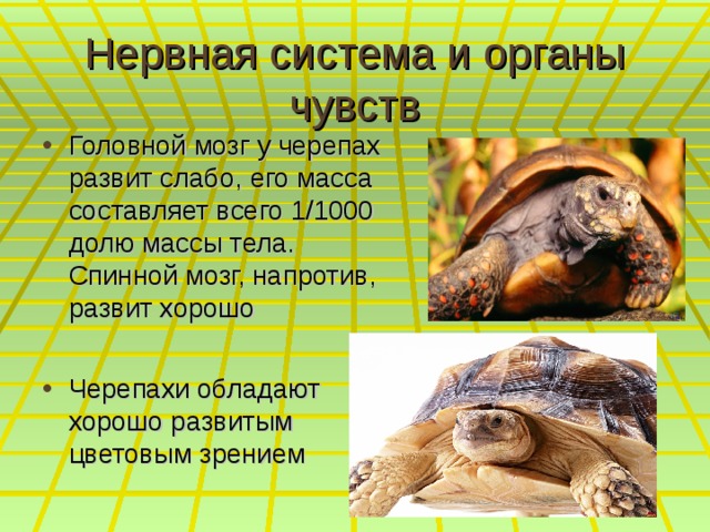 Нервная система и органы чувств Головной мозг у черепах развит слабо, его масса составляет всего 1/1000 долю массы тела. Спинной мозг, напротив, развит хорошо  Черепахи обладают хорошо развитым цветовым зрением 