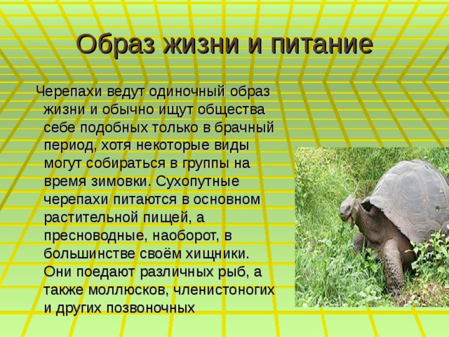 Образ жизни и питание  Черепахи ведут одиночный образ жизни и обычно ищут общества себе подобных только в брачный период, хотя некоторые виды могут собираться в группы на время зимовки. Сухопутные черепахи питаются в основном растительной пищей, а пресноводные, наоборот, в большинстве своём хищники. Они поедают различных рыб, а также моллюсков, членистоногих и других позвоночных 