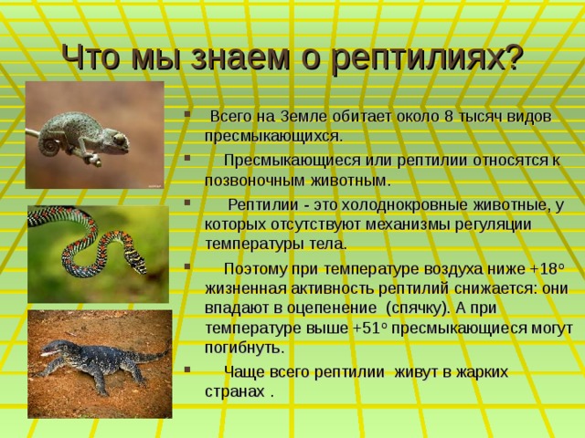 Что мы знаем о рептилиях?  Всего на Земле обитает около 8 тысяч видов пресмыкающихся.  Пресмыкающиеся или рептилии относятся к позвоночным животным.  Рептилии - это холоднокровные животные, у которых отсутствуют механизмы регуляции температуры тела.  Поэтому при температуре воздуха ниже +18ᵒ жизненная активность рептилий снижается: они впадают в оцепенение (спячку). А при температуре выше +51ᵒ пресмыкающиеся могут погибнуть.  Чаще всего рептилии живут в жарких странах . 