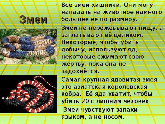 Все змеи хищники. Они могут нападать на животное намного большее её по размеру. Змеи не пережевывают пищу, а заглатывают её целиком. Некоторые, чтобы убить добычу, используют яд, некоторые сжимают свою жертву, пока она не задохнётся. Самая крупная ядовитая змея – это азиатская королевская кобра. Её яда хватит, чтобы убить 20 с лишним человек.  Змеи чувствуют запахи языком, а не носом. Змеи 