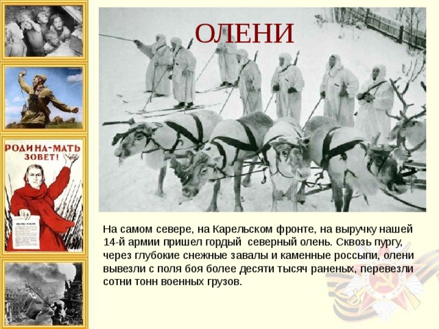 ОЛЕНИ На самом севере, на Карельском фронте, на выручку нашей 14-й армии пришел гордый северный олень. Сквозь пургу, через глубокие снежные завалы и каменные россыпи, олени вывезли с поля боя более десяти тысяч раненых, перевезли сотни тонн военных грузов. 