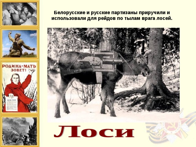 Белорусские и русские партизаны приручили и использовали для рейдов по тылам врага лосей. Применение лошадей зачастую приводило к расшифровке дислокации расположение базового лагеря: отпечатки подков лошади были хорошо заметны в лесу. Тогда и появилась идея использовать для этой цели лосей. Следы лося не вызывали подозрений. Лось может питаться тонкими ветками деревьев, а лосиное молоко обладает целебными свойствами.   Для подготовки лосей была создана специальная группа. Лосей объезжали и приучали к выстрелам. - Большого распространения применение в военных целях лоси не получили- связано это было в основном с понятными трудностями по организации обучения бойцов. Тем не менее, около двадцати лосей были направлены в разведотделы армии. Известны случаи успешных рейдов наших разведчиков на лосях в тыл противника. 