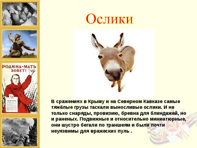 В сражениях в Крыму и на Северном Кавказе самые тяжёлые грузы таскали выносливые ослики. И не только снаряды, провизию, бревна для блиндажей, но и раненых. Подвижные и относительно миниатюрные, они шустро бегали по траншеям и были почти неуязвимы для вражеских пуль . 