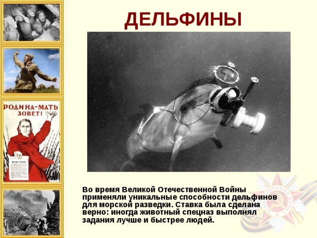 ДЕЛЬФИНЫ Во время Великой Отечественной Войны применяли уникальные способности дельфинов для морской разведки. Ставка была сделана верно: иногда животный спецназ выполнял задания лучше и быстрее людей. 