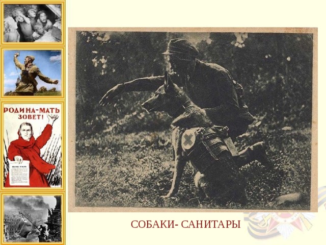 собаки-санитары отыскивали в лесах и болотах наших раненых бойцов и приводили к ним медпомощь. К тому же они таскали на себе небольшие рюкзачки со всеми необходимыми медикаментами, необходимыми для оказания ПМП.  Мухтар – собака-санитар. За годы войны он спас около 400 раненых бойцов, в том числе и своего проводника, ефрейтора Зорина, контуженного взрывом бомбы.   - собаки разведывательной службы помогали нашим разведчикам успешно проходить через передовые позиции врага. Также они четко и слажено работали со своим проводником при захвате «языка».  - собаки диверсионной службы занимались подрывом мостов и немецких поездов.   СОБАКИ- САНИТАРЫ 