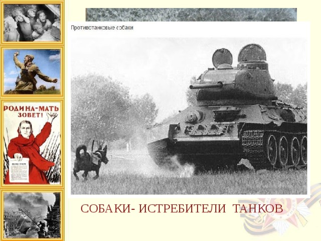 - собаки – истребители танков. Не самая приятная собачья профессия, появившаяся в период войны. Этих собак готовили к одному-единственному заданию в их жизни – подрыву вражеских танков. Для этого их тренировали не бояться подлезать под движущиеся танки. Перед заданием на них одевали специальные мешки с минам. И как только собака оказывалась под бронетехникой, мина взрывалась. Таким способом за время войны было уничтожено около 300 вражеских танков. Причиной прекращения использования собак подобным способом стал тот факт, что такие собаки стали бросаться под гусеницы не только немецких, но и советских танков.   СОБАКИ- ИСТРЕБИТЕЛИ ТАНКОВ 