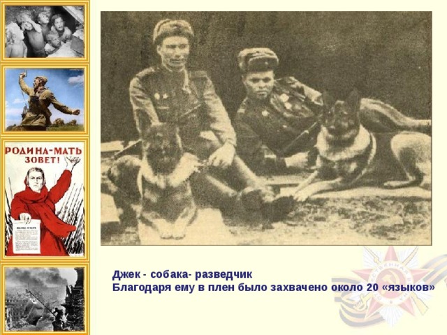 собаки разведывательной службы помогали нашим разведчикам успешно проходить через передовые позиции врага. Также они четко и слажено работали со своим проводником при захвате «языка». Джек – собака-разведчик. Благодаря ему в плен было захвачено около 20 «языков», в том числе и офицер из хорошо охраняемой неприступной крепости Глогау.   Джек - собака- разведчик Благодаря ему в плен было захвачено около 20 «языков» 