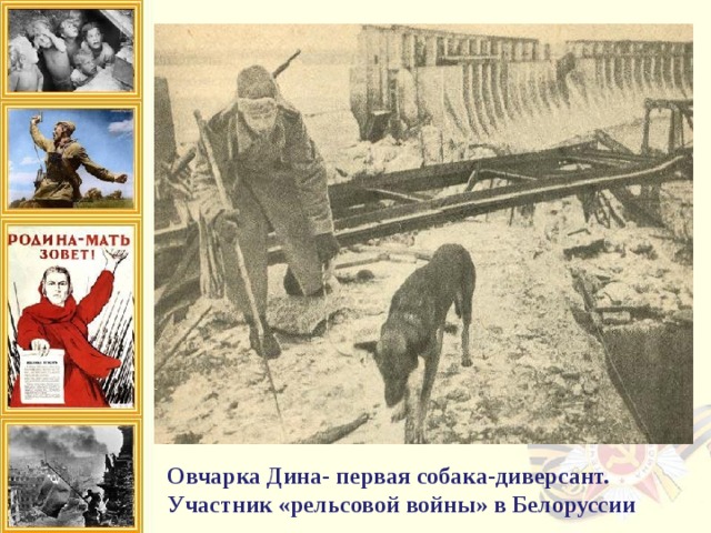 - собаки диверсионной службы занимались подрывом мостов и немецких поездов.   Овчарка Дина – первая собака-диверсант.  Участник «рельсовой войны» в Белоруссии. Она смогла успешно осуществить подрыв эшелона противника на перегоне Полоцк – Дрисса (19 августа 1943 год). В результате было уничтожено 10 вагонов, и большая часть железной дороги была выведена из строя.  Также она отличилась при разминировании города Полоцка, где в одном из госпиталей обнаружила мину-сюрприз, оставленную немецкими солдатами для наших ребят.   Овчарка Дина- первая собака-диверсант. Участник «рельсовой войны» в Белоруссии 