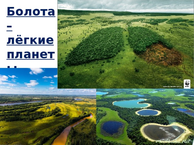 Болота – лёгкие планеты 