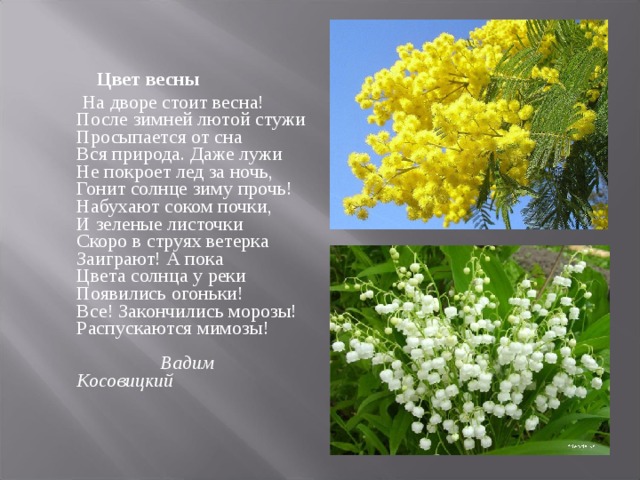  Цвет весны  На дворе стоит весна!  После зимней лютой стужи  Просыпается от сна  Вся природа. Даже лужи  Не покроет лед за ночь,  Гонит солнце зиму прочь!  Набухают соком почки,  И зеленые листочки  Скоро в струях ветерка  Заиграют! А пока  Цвета солнца у реки  Появились огоньки!  Все! Закончились морозы!  Распускаются мимозы!    Вадим Косовицкий  
