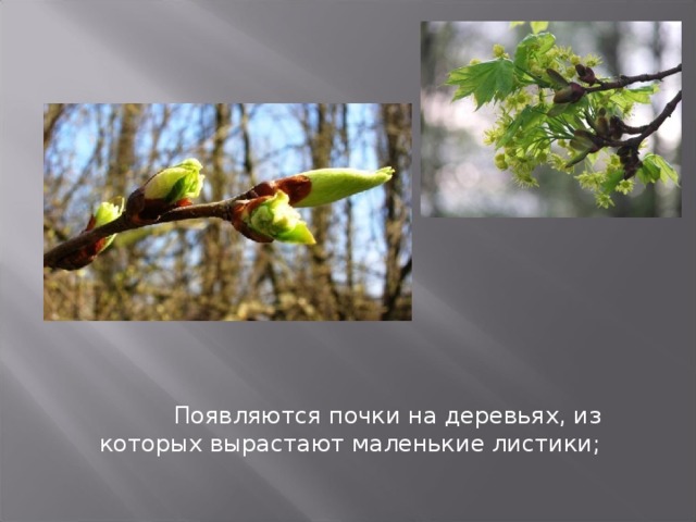  Появляются почки на деревьях, из которых вырастают маленькие листики; 